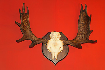 Image showing Antlers