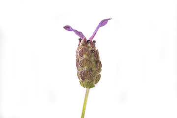 Image showing lavender