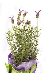 Image showing lavender