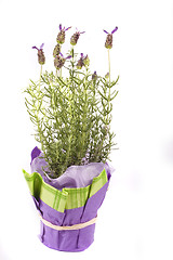 Image showing lavender