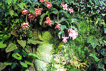 Image showing Orchid garden