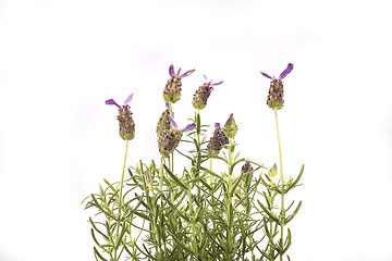 Image showing lavender