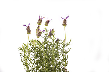 Image showing lavender