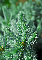 Image showing Fir tree branch