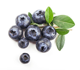 Image showing Mature bilberry