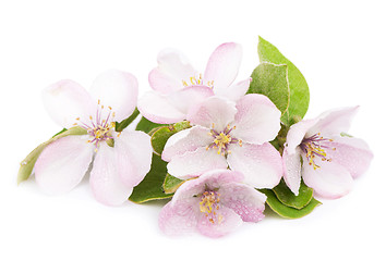 Image showing apple tree blossoms