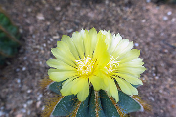 Image showing Notocactus Mammulosus Flowers.