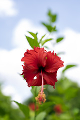 Image showing Hibiscus.