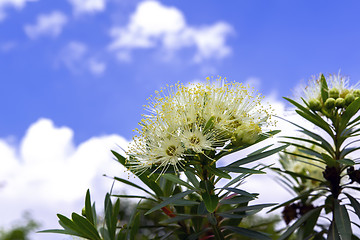 Image showing White Xanthostemon and Sky.