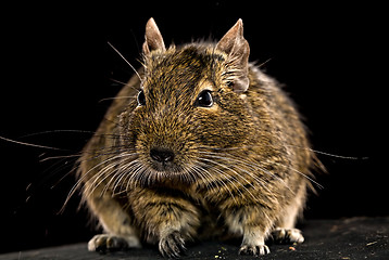 Image showing fat degu hamster