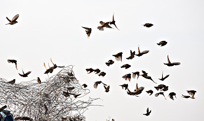 Image showing bird flock