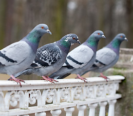 Image showing grey pigeon bird closeup
