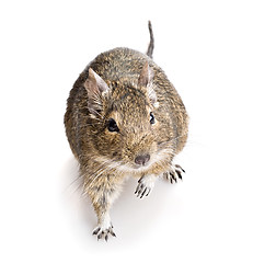 Image showing degu rodent