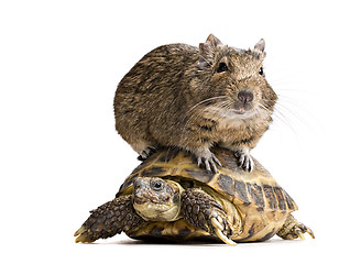 Image showing degu hamster riding turtle