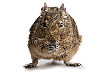 Image showing degu hamster pet