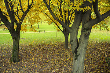 Image showing Autumn in the park