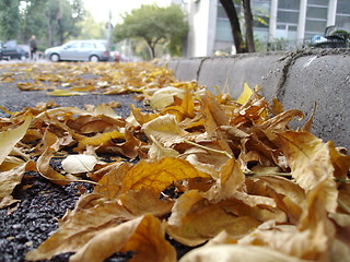 Image showing foliage lifeless