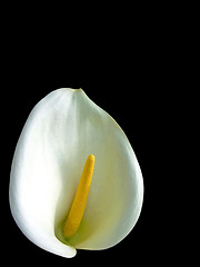 Image showing Calla lily