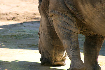 Image showing Hippopotamus Eating