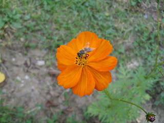 Image showing flower