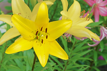 Image showing Flower yellow lilies.