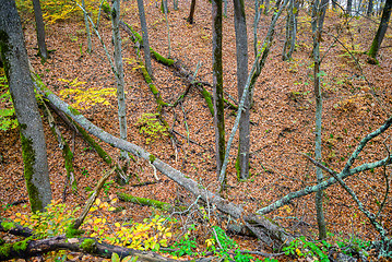 Image showing Fallen trees