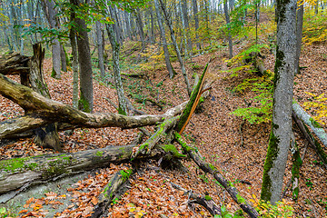 Image showing Fallen trees