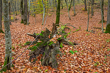 Image showing Fallen trees