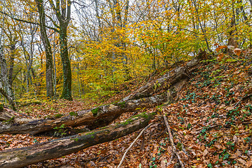 Image showing Fallen trees