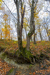 Image showing Forest in the mountains