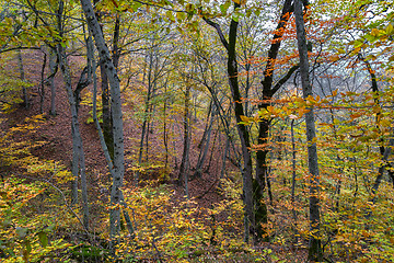 Image showing Forest in the mountains