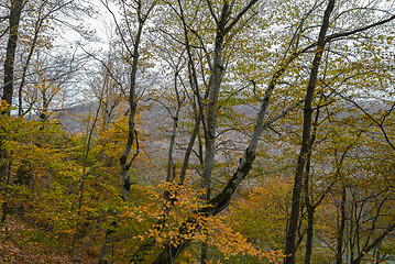 Image showing Forest in the mountains