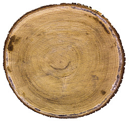 Image showing Cross section of tree trunk