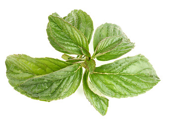 Image showing Mint Leafs