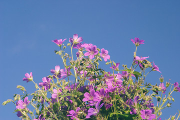 Image showing Flowers against blue sky