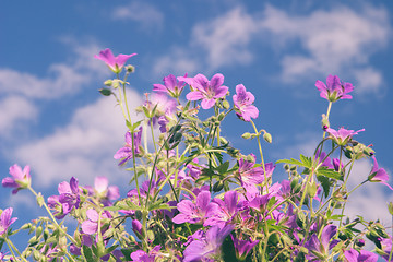 Image showing Flowers against blue sky