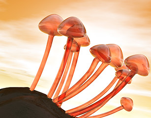 Image showing Fungi
