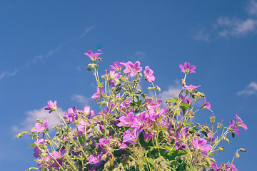 Image showing Flowers against blue sky