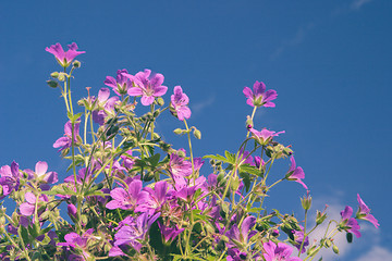 Image showing Flowers against blue sky