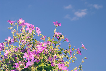 Image showing Flowers against blue sky