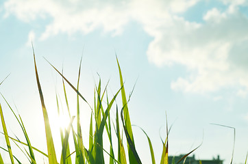 Image showing Beautiful fresh grass against sun at spring