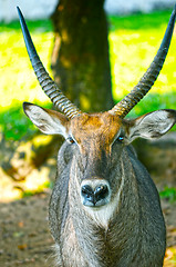 Image showing Fallow deer