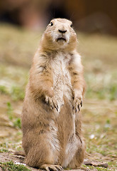 Image showing Prairie dog