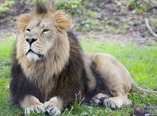 Image showing Male lion