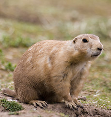 Image showing Prairie dog