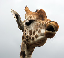 Image showing Giraffe