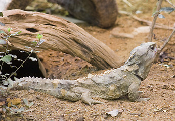 Image showing Tuatara