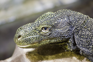 Image showing Crocodile monitor