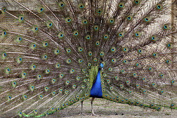 Image showing Peacock