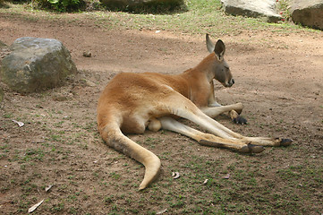 Image showing Red Kangaroo